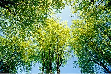 尼古拉斯凯奇将作为《黎明杀机》新可玩角色